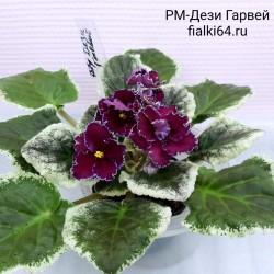 РМ-Дези Гарвей (Скорнякова)